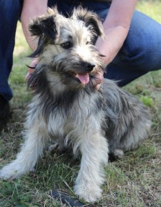 Fox aus Baile Herculane