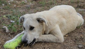 Robin aus Baile Herculane