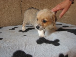 Lara sorgt für Tyne.