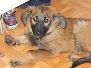 Sigrun K., Stephanie K. und Julia M. sorgen für Cherie.