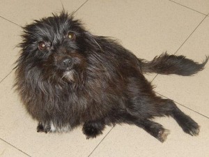 Cinderella aus Ploiesti