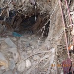 baumhöhle