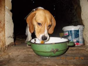 beagle