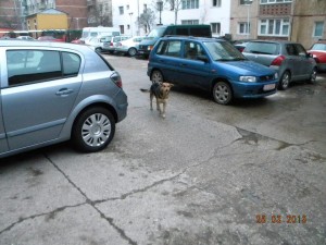 straßenhund