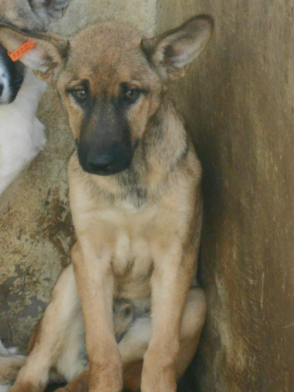 Pedro