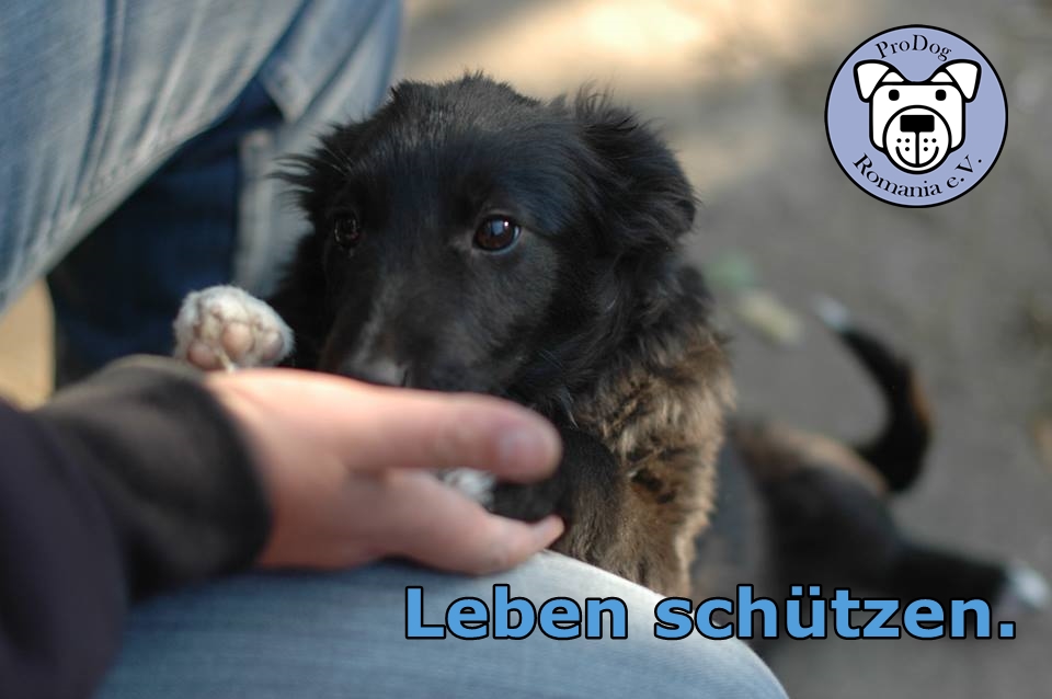 Schutz