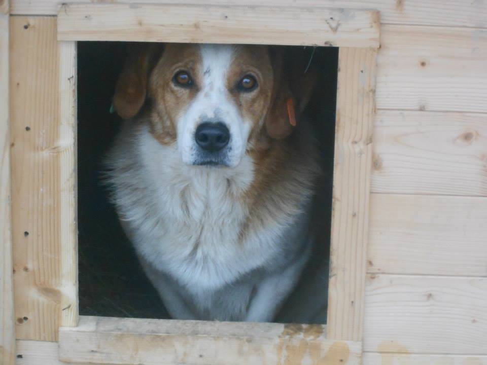 Hakon1