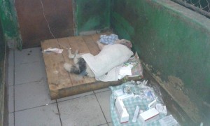 10176141_747342811973122_4849163066918465737_n