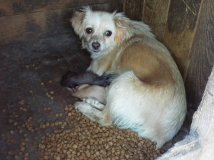 10360507_759510060756397_1190028159_o