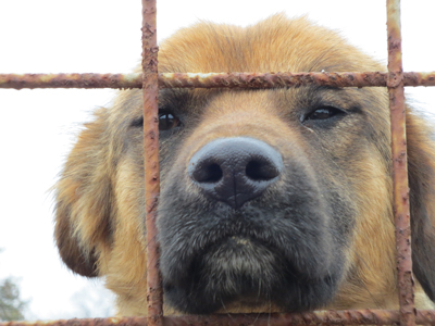 Sorge um Kastrations-Spenden