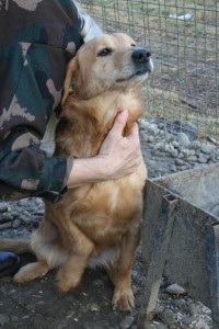 Goldie noch im Tierheim