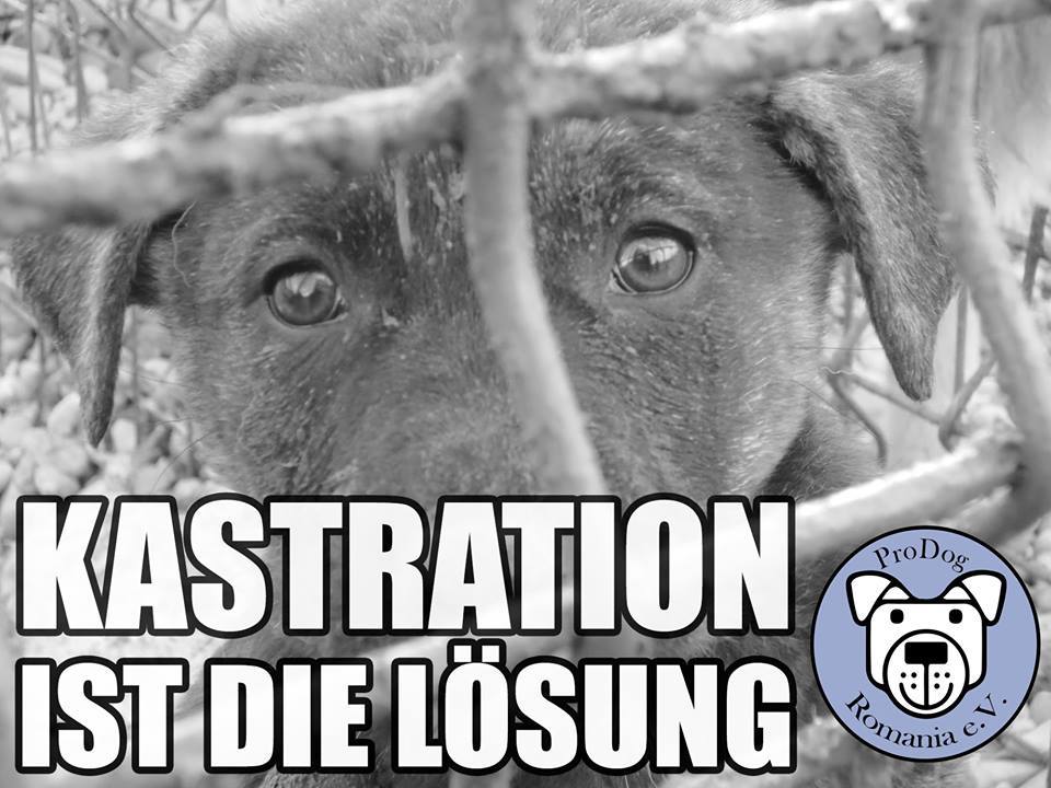 kastrationstag