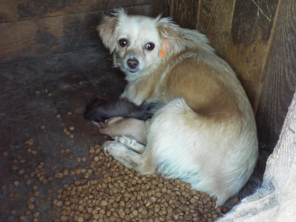 10360507_759510060756397_1190028159_o