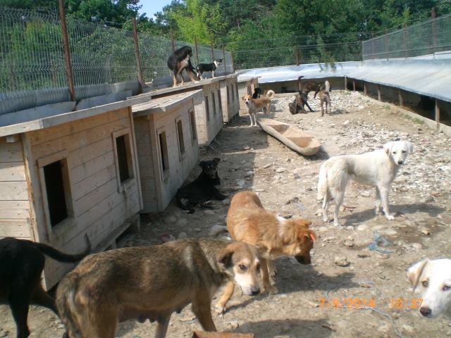 Die „Death Kennels“ (Todes Zwinger) in Ploiesti