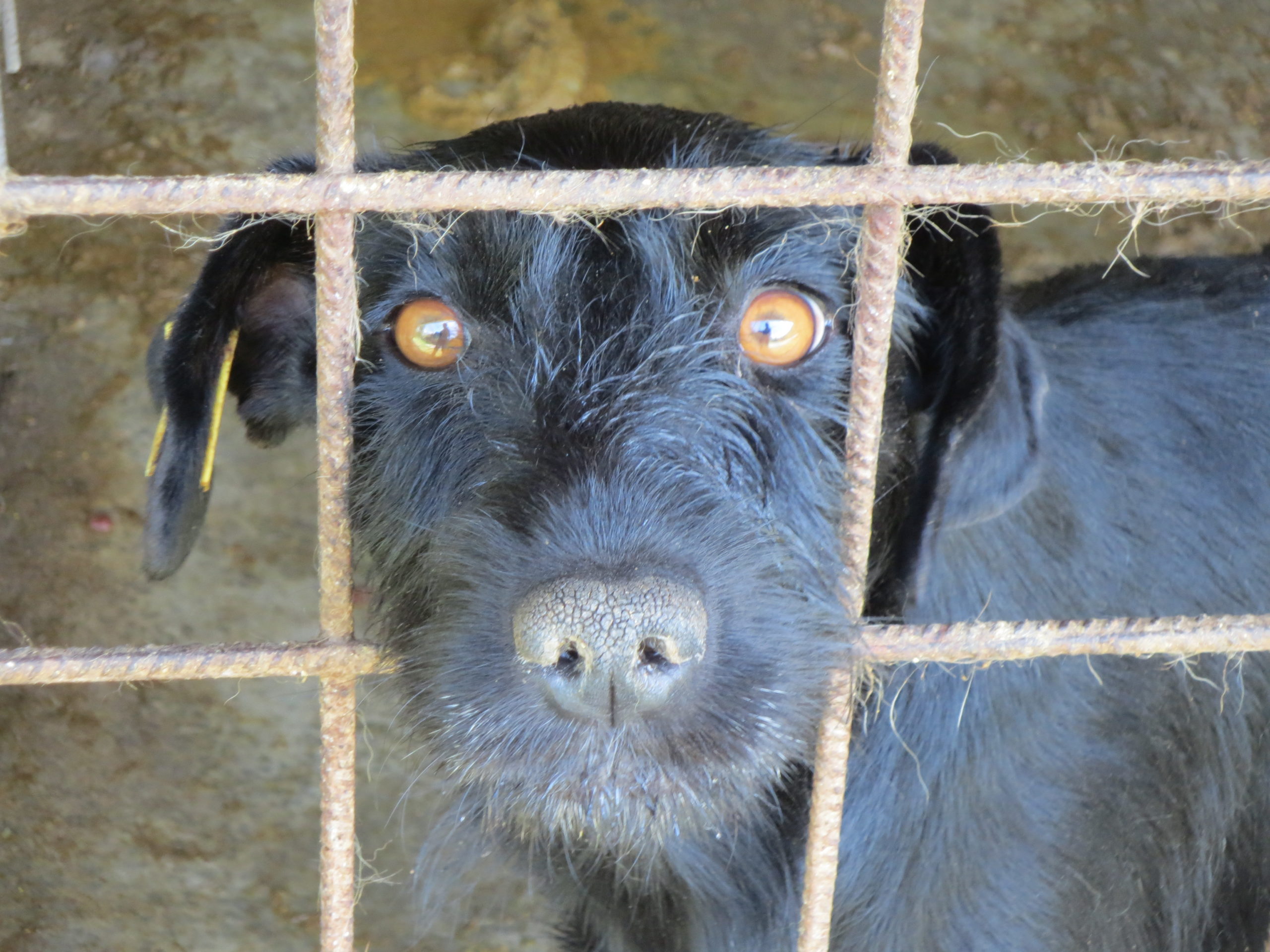 Rumänisches Kind wurde nicht von Streunern getötet