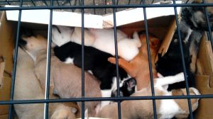 10644725_729611897093680_5148223187155113750_o