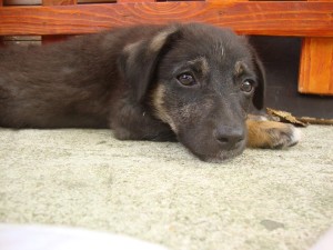 Simon - der Kleinste