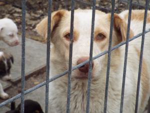 1270035_846207452086657_5820484385337849823_o