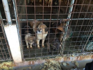 10872740_10205222729715130_2809305666247599078_o