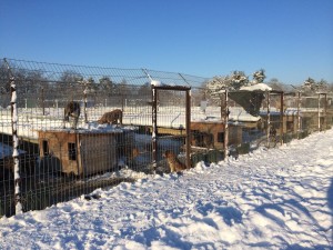 1618074_10205222726875059_2083038444701794913_o