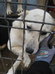 10866154_911561782198596_3319244188812531641_o