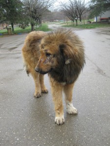 11083989_911561232198651_8995668692053993054_o