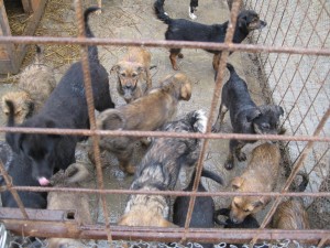 11103061_911561512198623_4503375972679139117_o