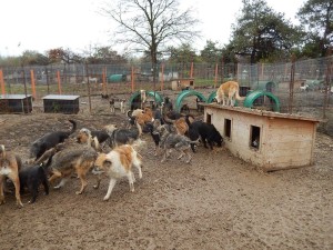 adoption2