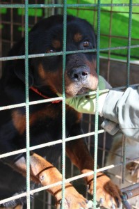 rottie2