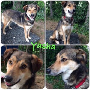 yasha