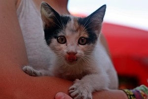 11823083_1067640233253913_1646720455687534968_o