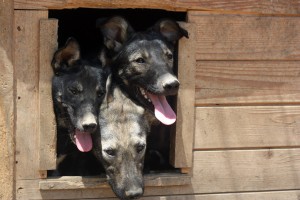 11850478_1067640253253911_314861447975061736_o