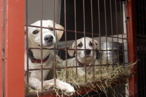 11864862_1071080712909865_7880402606310962270_o