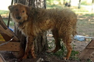 11879015_1071080719576531_942441926849813012_o