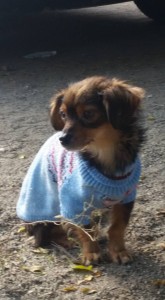 12190829_1019910048031231_9034857379516897787_n