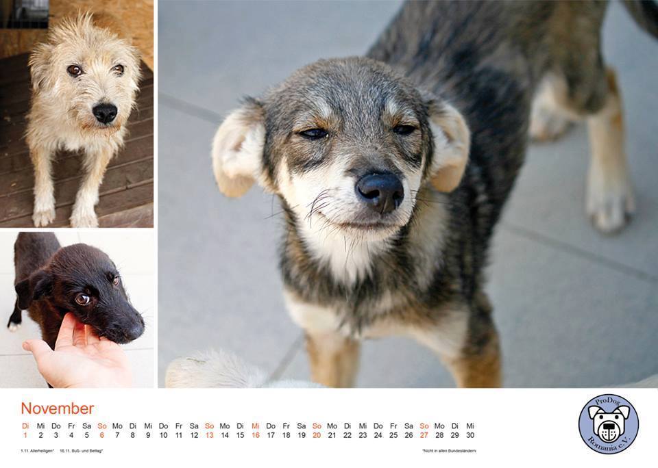 Unser Kalender 2016 – 200 Stück übrig!