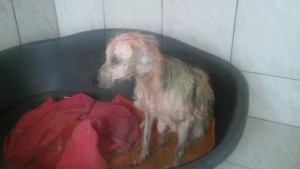 11214369_1034176303270476_1836848301996389532_n