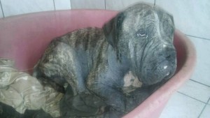 12346314_1034176106603829_4258853242365548804_n