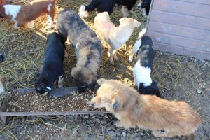 1455079_937705532972698_3840245178186611843_n