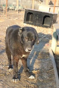 1909647_937717259638192_3148656225935782768_n