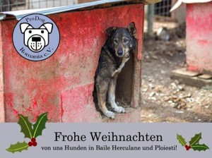 1914346_1038599036161536_6972980133588066035_n