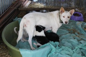 1918990_937704902972761_4919825355553754060_n