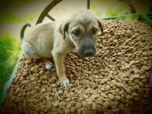 13241349_1014316468644414_1769969071811947095_n