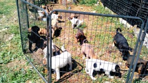 13263831_1014316748644386_1296463383645129264_n