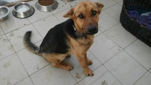 12552841_1233161380031508_5592758865211634435_n