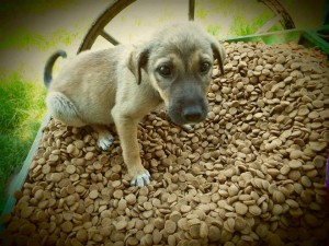 13263930_1132141586807280_5645131299734205855_n