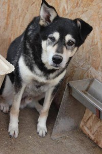 13428520_1041817355894848_2629559753664490069_n