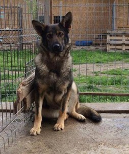 13435300_1041817422561508_4194060050039034501_n