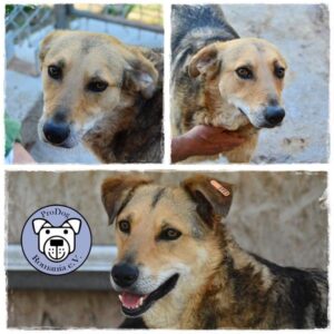 13903420_1079003595509557_929699975487779358_n