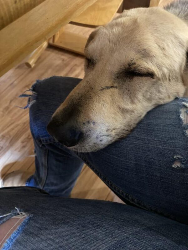 KEKS - Gnadenplatzhund seit dem 02.11.2019 - RBB 11/24 – Bild 13